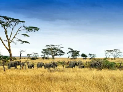 Olifanten in de Serengeti