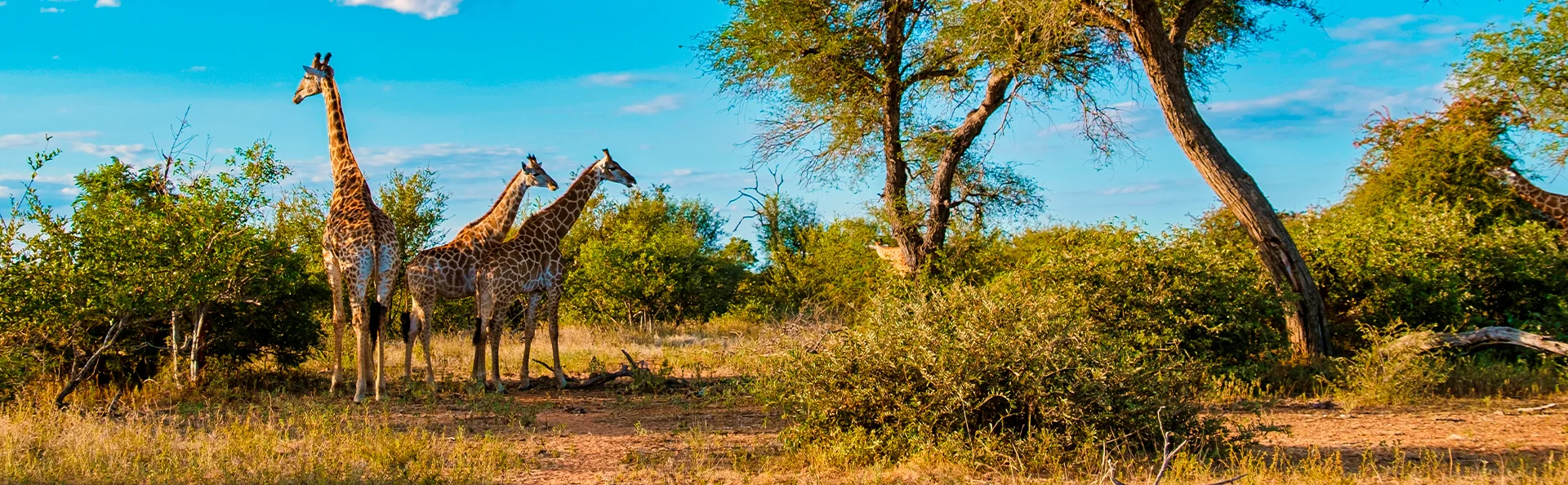Drie giraffen staan op de savanne in het Kruger nationaal park in Zuid-Afrika