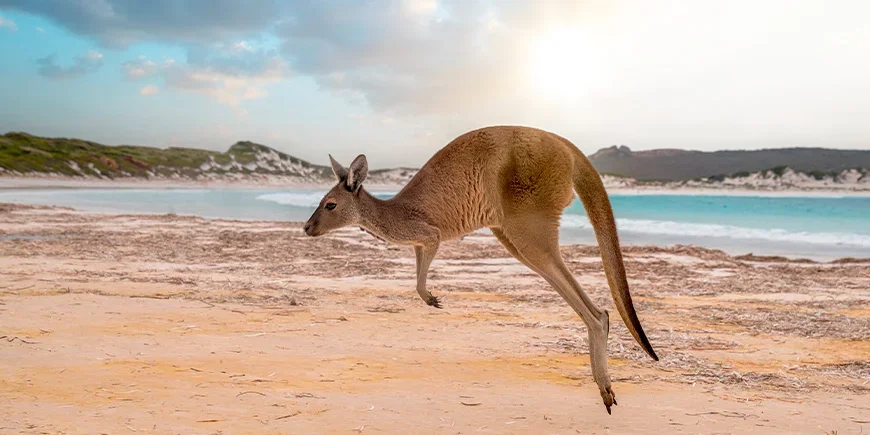 Springende kangoeroe op Kangaroo Island in Australië