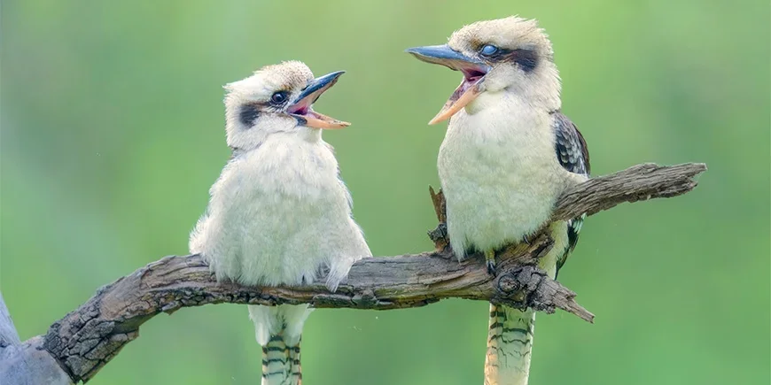 Twee kookaburra's die in een boom zitten en zingen