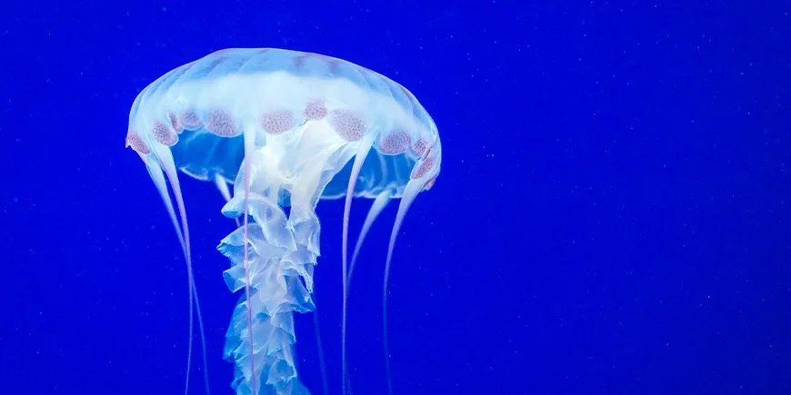 Zeewesp aan de kust van Australië