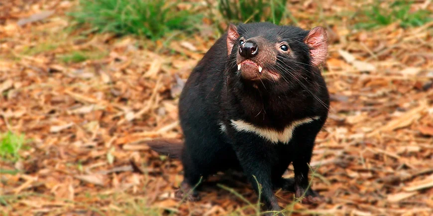 Tasmaanse duivel in Australië