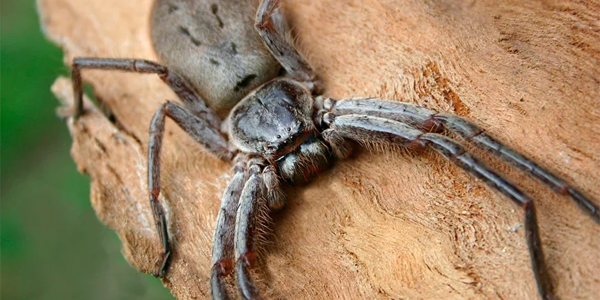 Close-up van een jachtkrabspin