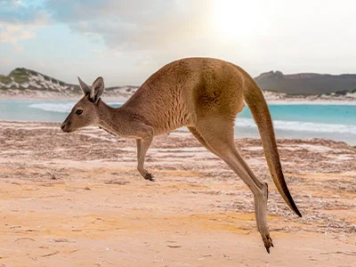 Springende kangoeroe op Kangaroo Island in Australië