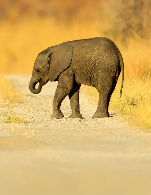 Jonge Afrikaanse olifant verdwaald op een grindweg in Chobe, Botswana.