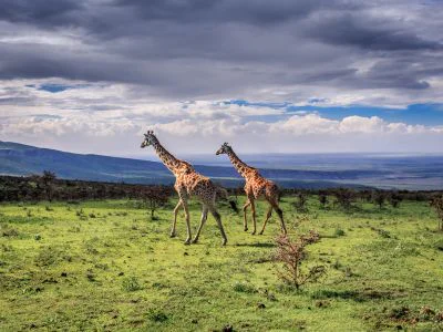 Twee giraffen lopen in de Serengeti