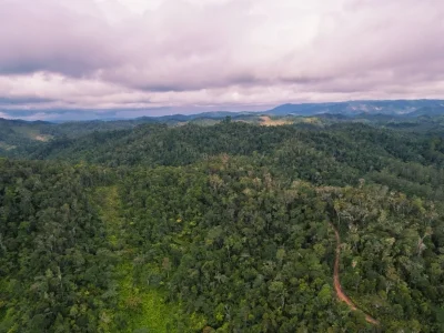 Weelderig regenwoud in het nationaal park Andasibe-Mantadia op Madagaskar