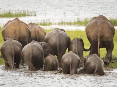 Een kudde olifanten in het Minneriya nationaal park in Sri Lanka