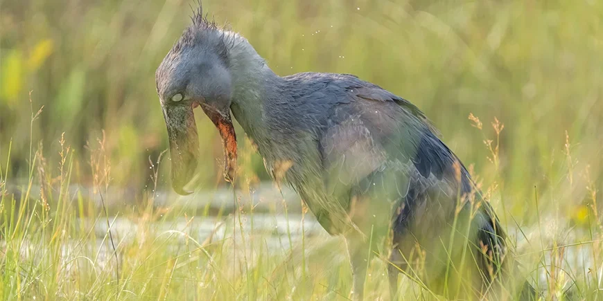 Schoenbekooievaar op jacht in Oeganda