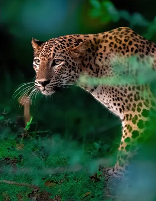 Close-up van een luipaard in de weelderige jungle van Sri Lanka