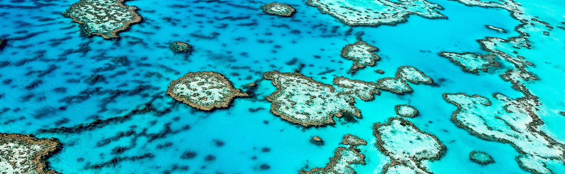Het Great Barrier Reef, voor de kust van Australië.