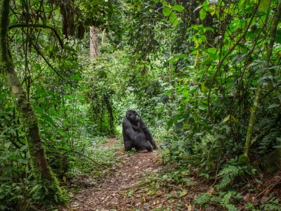 Een gorilla staat op het pad in Bwindi, Oeganda