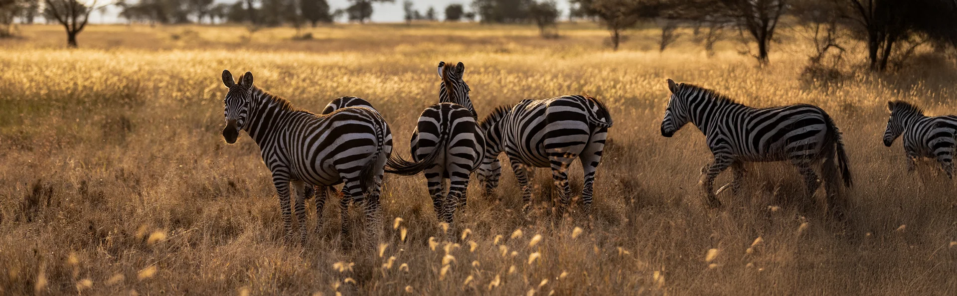 Een kudde zebra's op de savanne