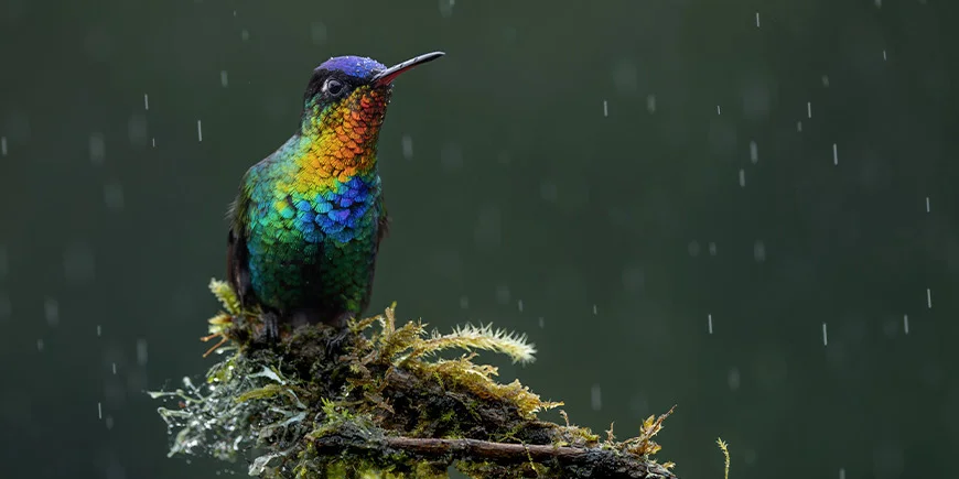 Vogel op tak in nationaal park in Costa Rica terwijl het regent