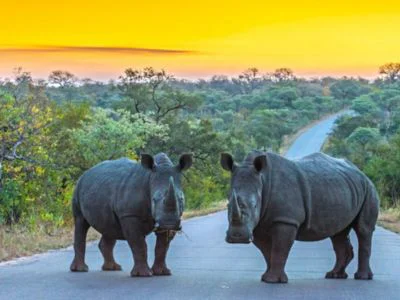 Twee neushoorns op een weg in het Kruger nationaal park bij zonsondergang