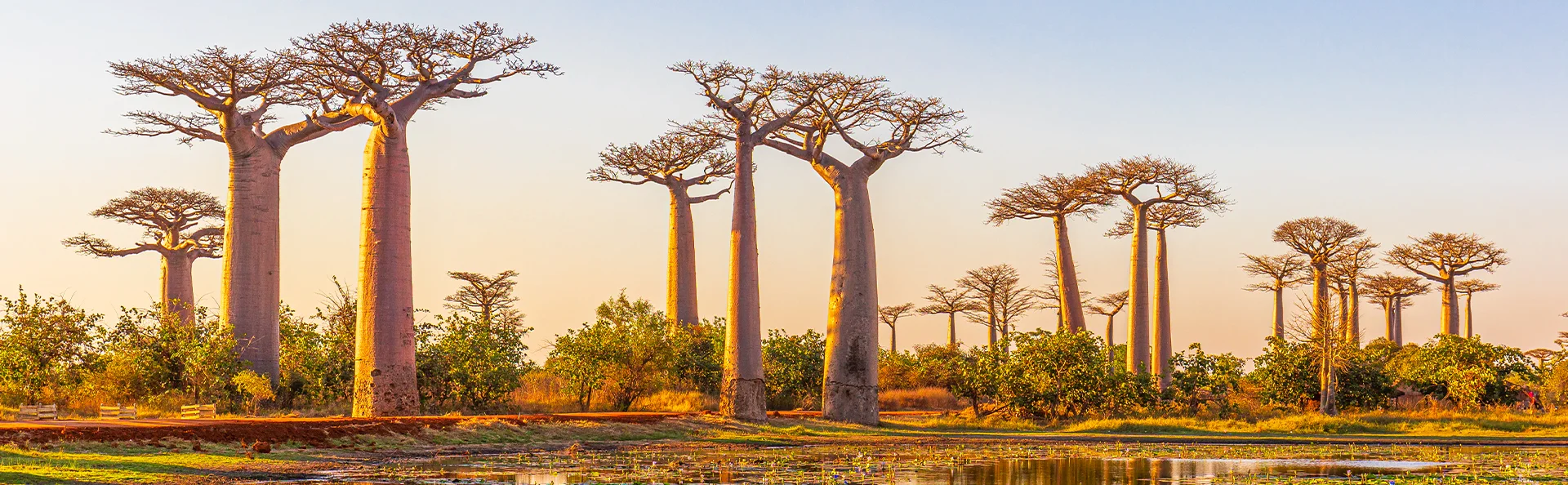 Prachtige baobabbomen bij zonsondergang op de Avenue of the Baobabs in Madagaskar