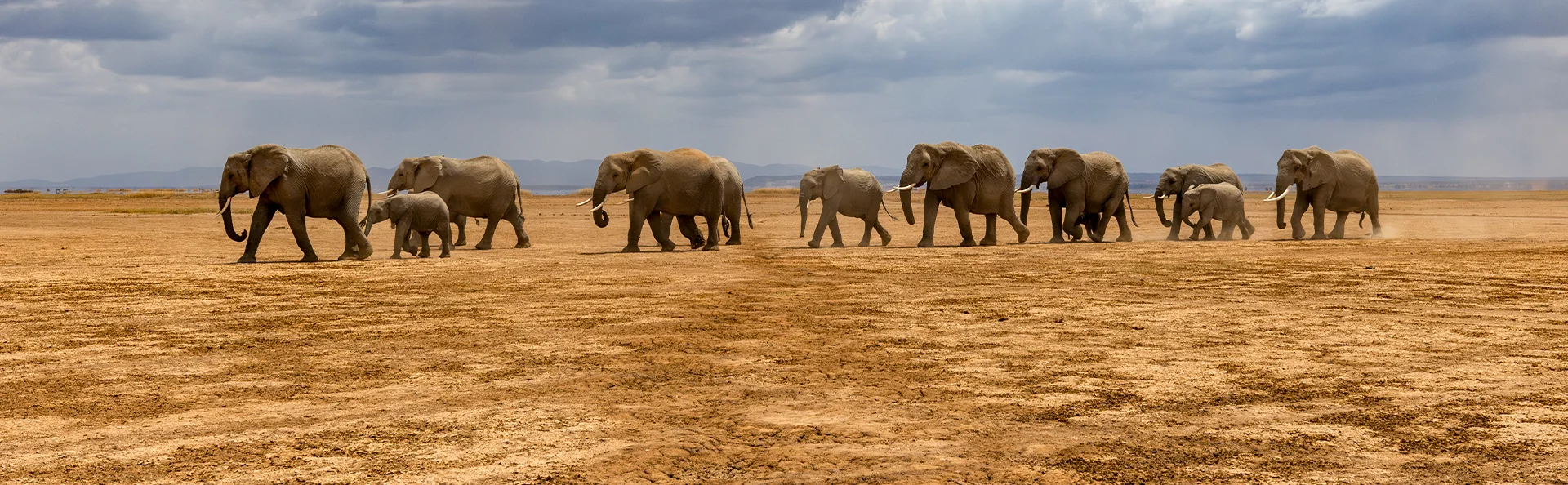 Olifanten lopen in een rij achter elkaar in Nationaal park Amboseli in Kenia