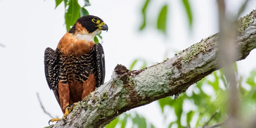 Valk op een tak in Nationaal park Tikal in Guatemala