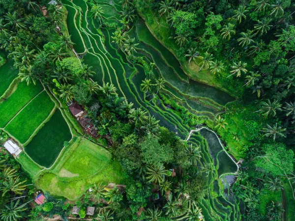 Prachtige, weelderig groene rijstterrassen op Bali, gezien van bovenaf