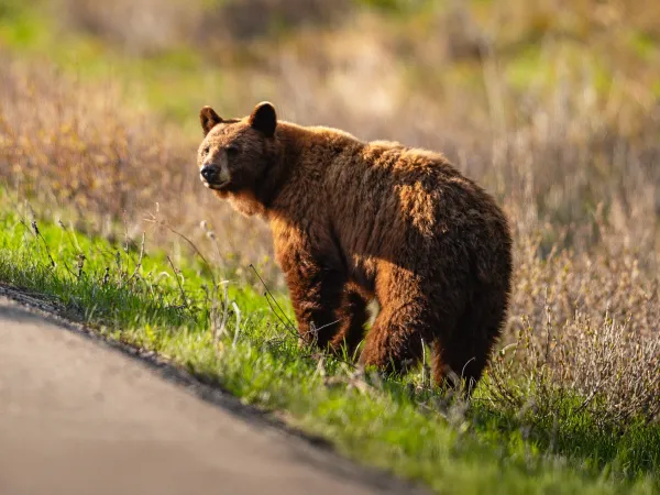 Beren langs de weg in Waterton National Park in Canada