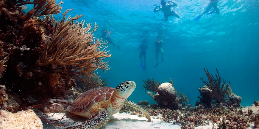 Een groep mensen bekijkt een zeeschildpad tijdens een snorkeltrip in Akumal in Mexico