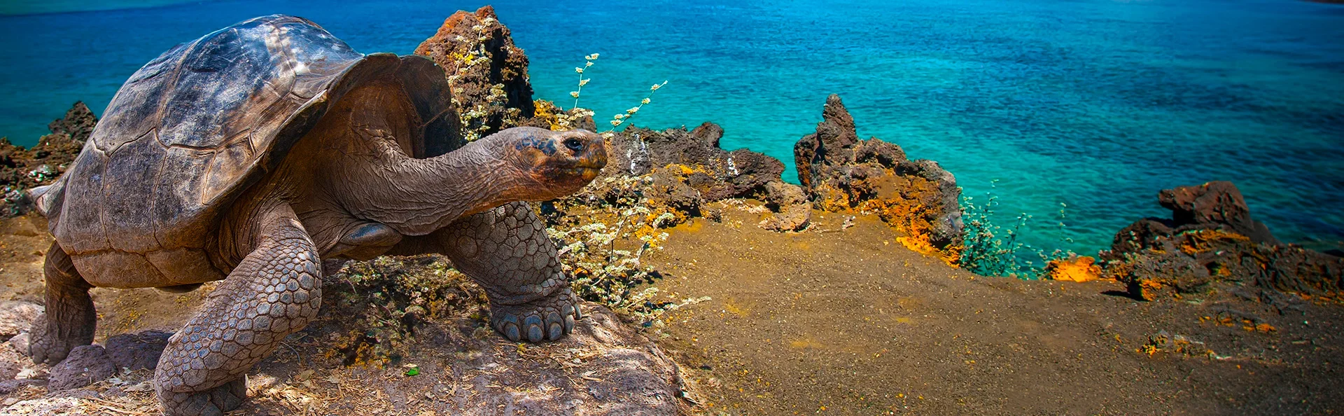 Grote schildpad, Galapagosreuzenschildpad op de Galapagoseilanden, Ecuador