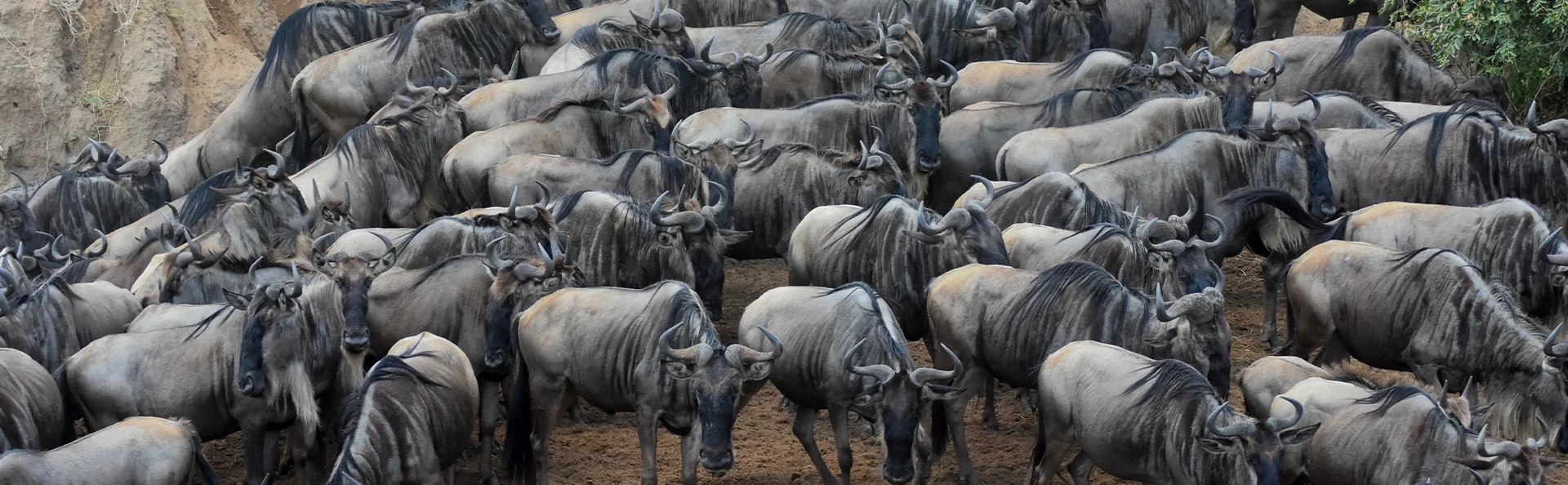 Een grote kudde gnoes op de savanne