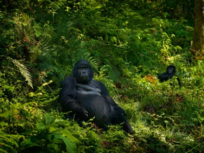Twee gorilla's kijken recht in de camera in het Bwindi Impenetrable nationaal park in Oeganda.