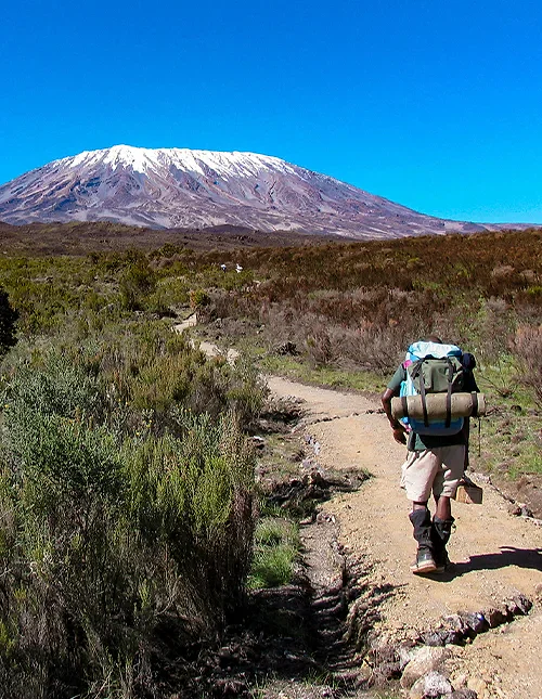 Een wandelaar volgt een pad richting de besneeuwde Kilimanjaro onder een strakblauwe lucht.