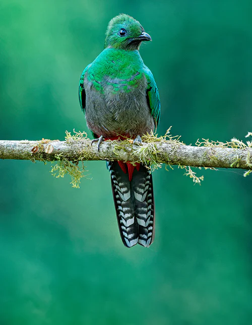 Een prachtige groene vogel zit op een tak