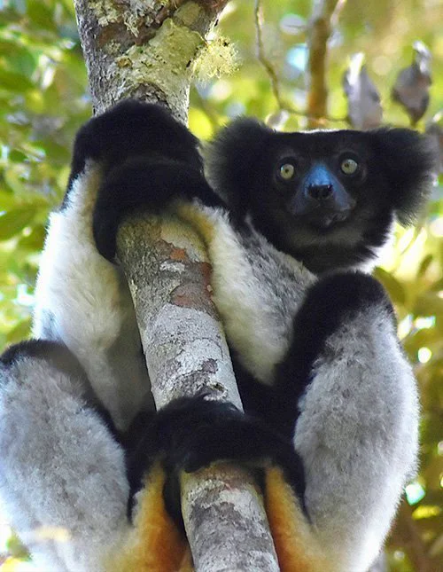 Een maki klampt zich vast aan een boom op Madagaskar